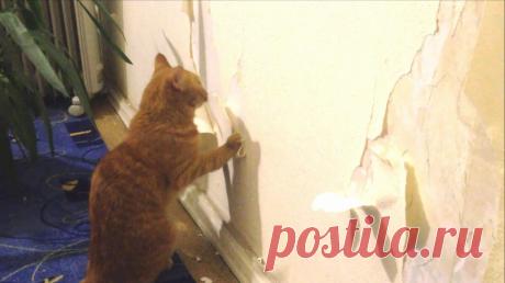 Смешные животные: когда дома скучно. Подборка забавных фото | уДачная жизнь | Яндекс Дзен