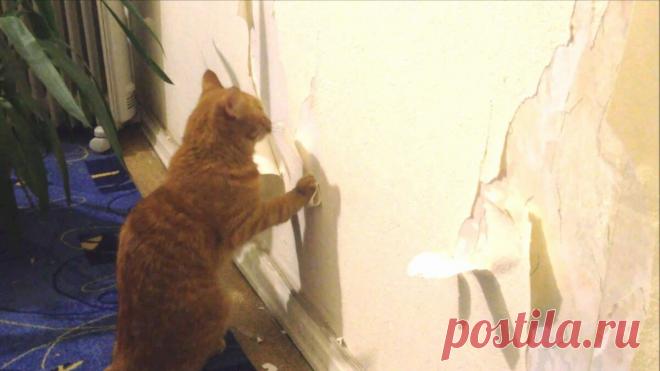Смешные животные: когда дома скучно. Подборка забавных фото | уДачная жизнь | Яндекс Дзен