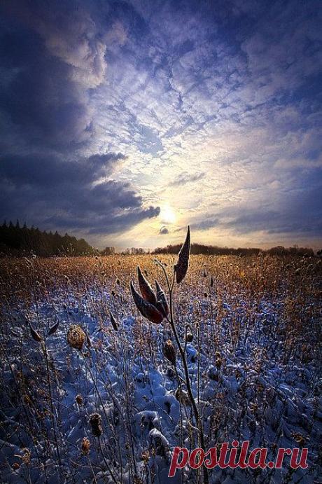 Beautiful Nature (tulipnight: Holding On by Phil~Koch on Flickr.)