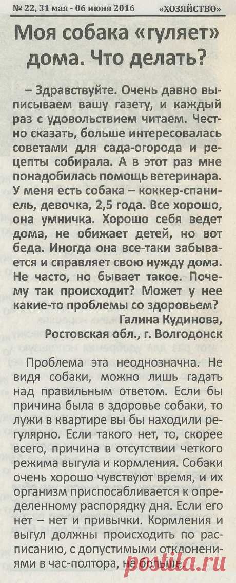 Почему собака иногда справляет нужду дома