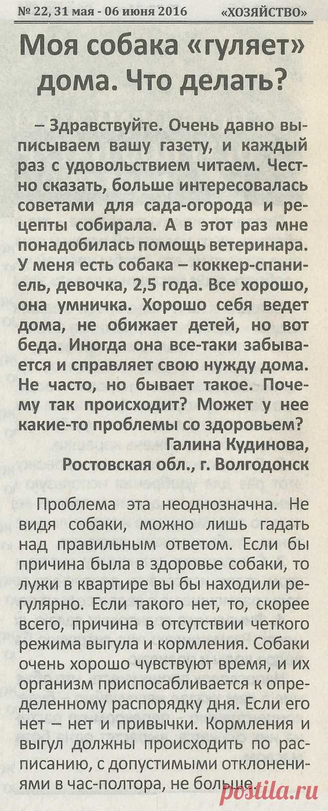 Почему собака иногда справляет нужду дома