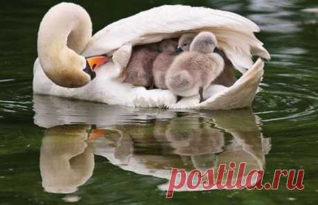 (1) Pinterest