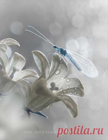 Wildlife photos that blur the line between reality and fantasy
