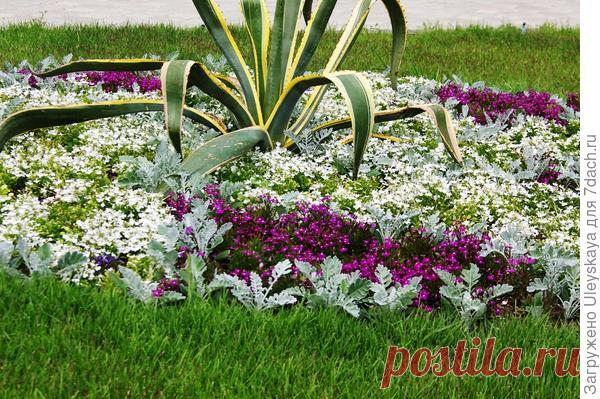 Серебристые растения: обзор декоративных трав. Фото