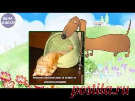 Рыжие! (такса)