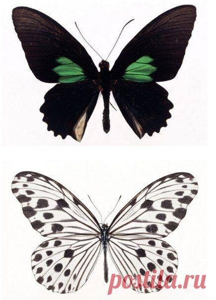 Картинки для творчества | 1 772 фотографии | ВКонтакте