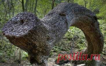 Денежные деревья в Шотландии В Шотландии есть самый настоящий денежный лес, из стволов деревьев торчит множество монеток! Лес называется Peak District. Монетки забивают в срубленные стволы прохожие с помощью камней. Говорят, что если забить монетку в ствол то это принесет удачу, а если загадать желание, то оно...