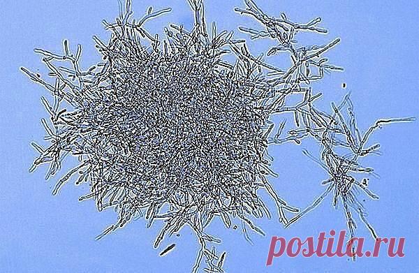 Людей ест не рак! - а грибы-слизевики