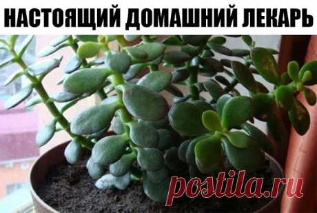 Исцелить ожог, рану, герпес на губах, язву и даже геморрой вы сможете простым комнатным растением!

Совсем недавно я узнала о целебных свойствах толстянки, и всего за несколько дней смогла избавиться от боли в горле!

Украшение нашего дома — одна из любимых вещей для многих домохозяек. Но все становится более интересным, когда они делают это с естественными растениями, а они оказываются целебными.

Сегодня мы поговорим о толстянке, более известной как крассула. 
Как только...