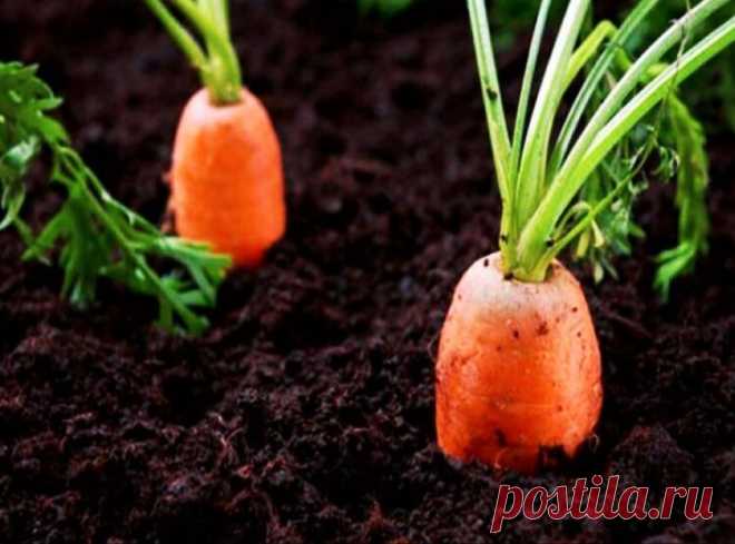Лучшая подкормка для моркови в конце июня. Применяя ее, вы обеспечите себе большой урожай | Дневник деревенского садовода | Яндекс Дзен