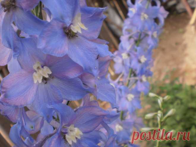 дельфиниум