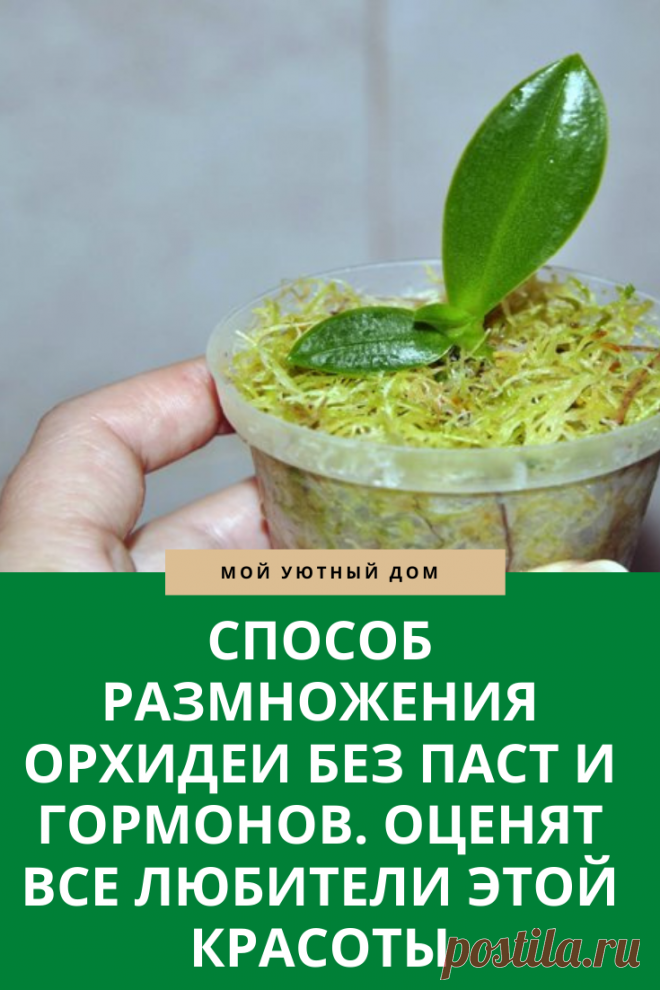 Способы как можно размножать орхидеи