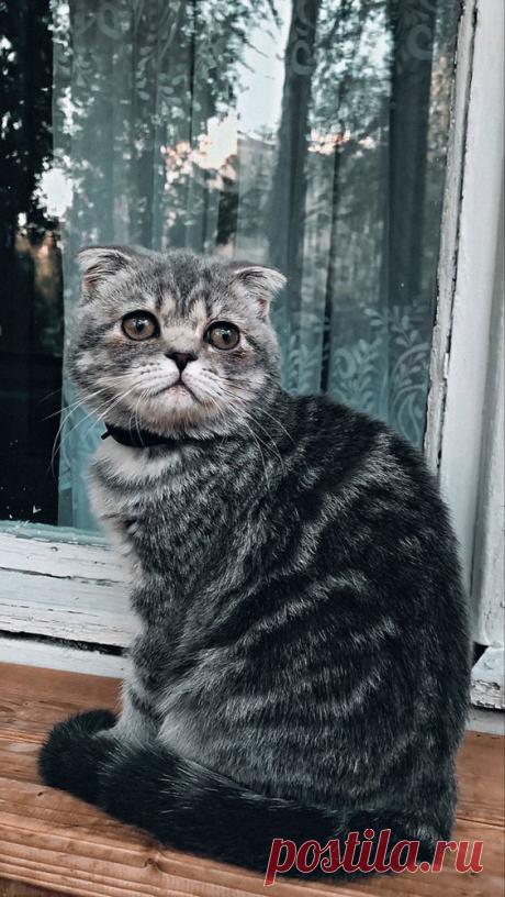 Pinterest