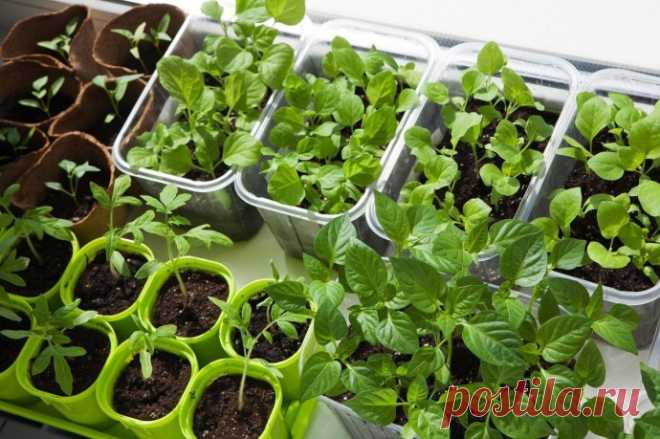 ПОСЕВ НА РАССАДУ ОСНОВНЫХ ОВОЩНЫХ КУЛЬТУР