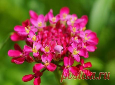 Иберис многолетний посадка и уход фото Иберис — одно из самых красивых растений, которым можно украсить свой приусадебный участок. Относится он к семейству крестоцветных или капустных. У него есть еще несколько распространенных названий – ...