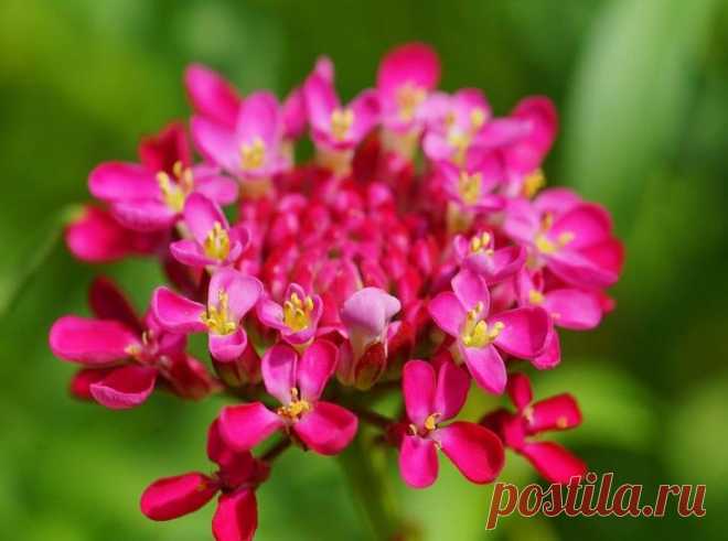 Иберис многолетний посадка и уход фото Иберис — одно из самых красивых растений, которым можно украсить свой приусадебный участок. Относится он к семейству крестоцветных или капустных. У него есть еще несколько распространенных названий – ...