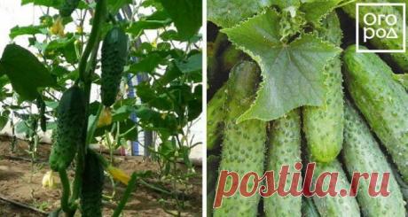 Лучшие сорта огурцов для открытого грунта | Огурцы (Огород.ru)