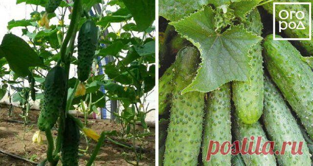 Лучшие сорта огурцов для открытого грунта | Огурцы (Огород.ru)