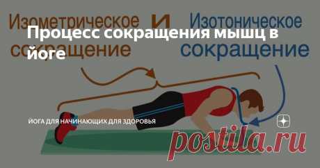Процесс сокращения мышц в йоге Статья автора «Йога для начинающих для здоровья» в Дзене ✍:  Сокращение мышц в йоге: знаете ли вы, что происходит?  Многие люди имеют лишь поверхностное представление о функционировании мышц.