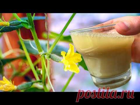 ОТ ЭТОЙ ПОДКОРМКИ ОГУРЦЫ ПУЧКАМИ, ТОМАТЫ ГРОЗДЬЯМИ, КАПУСТА БОЛЬШИМИ КОЧАНАМИ
