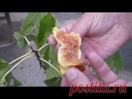 Очередной саженец инжира