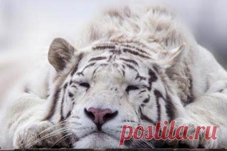 Дикие кошки, которых так и хочется забрать себе домой! | Ололо - смешные картинки и веселые истории