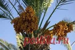 РАСТЕМ ФИНИКИ С ФОТО - 2 382 картинки. Поиск Mail.Ru