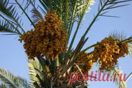 РАСТЕМ ФИНИКИ С ФОТО - 2 382 картинки. Поиск Mail.Ru