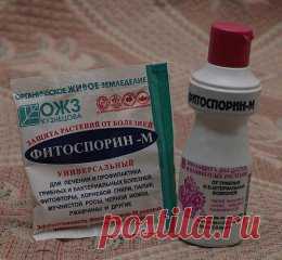(1) Одноклассники