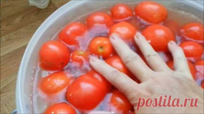 Помидоры в пластиковом ведре – солим сразу много и ооочень вкусно — Бабушкины секреты