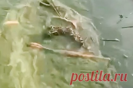 В Одессе позеленело море. Жители Одессы публикуют видео позеленевшего моря с обломками и мусором. К побережью города неделю прибивало в том числе трупы животных. На пляжах обнаружено превышение нормы железа, а соленость воды, наоборот, значительно снижена. Такая ситуация сложилась на фоне частичного разрушения Каховской ГЭС.