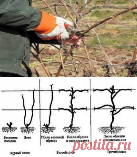 Обрезка виноградника.