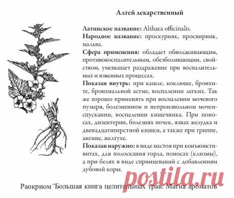 Алтей лекарственный