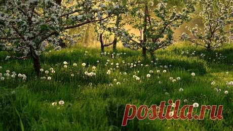 flowering_spring_dandelions_grass_trees_53942_1920x1080.jpg (1920×1080)