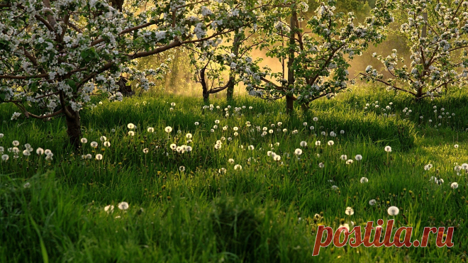 flowering_spring_dandelions_grass_trees_53942_1920x1080.jpg (1920×1080)