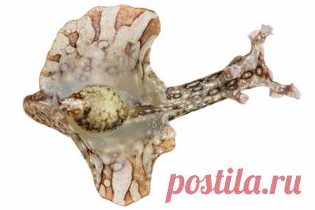 На юго-восточном побережье Ньюфаундленда ученые обнаружили окаменелости первых крупных сложных организмов, возраст которых достигает 570 миллионов лет. Как они появились на Земле? #NGлонгрид@natgeoru