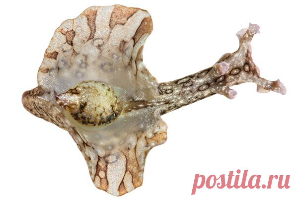 На юго-восточном побережье Ньюфаундленда ученые обнаружили окаменелости первых крупных сложных организмов, возраст которых достигает 570 миллионов лет. Как они появились на Земле? #NGлонгрид@natgeoru