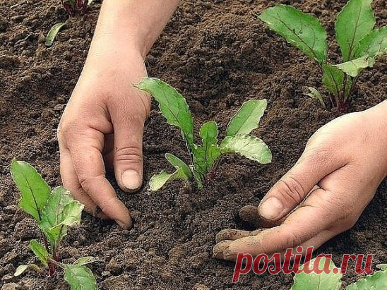 РУКИ ПОСЛЕ ОГОРОДА
Сохрани шпаргалку, поделись с одноклассниками!
В дачно-огородный сезон у каждой женщины возникает большая проблема: возня с землей портит наши руки, а не каждый любит работать в перчатках. 
Вот простой совет: взять раствор перекиси водорода 3 % (она продается в любой аптеке) примерно 100 г, добавляем нашатырный спирт 10-20 г, а затем любое моющее средство для мытья посуды или немного порошка.
Все перемешать и опустить руки в раствор. Все трещины, которые потемнели, становя