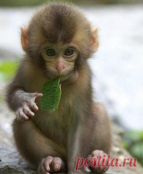 обезьяны фото: 20 тыс изображений найдено в Яндекс.Картинках