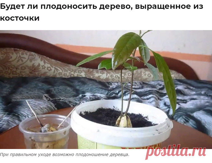 Авокадо из косточки в домашних условиях: посадка, выращивание и уход
