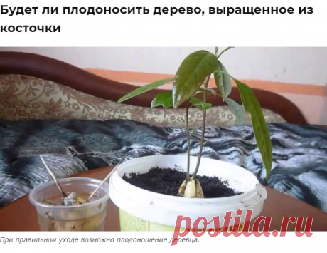 Авокадо из косточки в домашних условиях: посадка, выращивание и уход