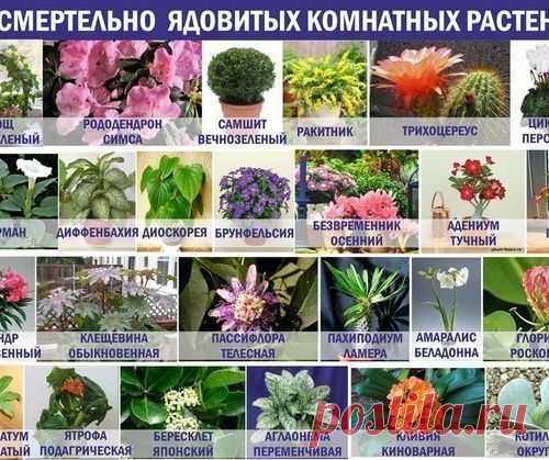 25 смертельно ядовитых комнатных растений!