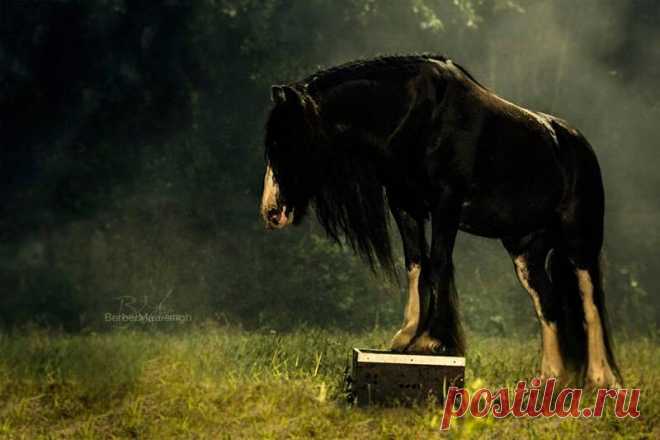 (38) I'm a horseaddict - Хроника