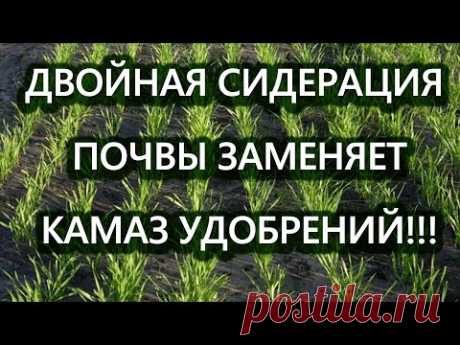 Двойная сидерация почвы заменяет камаз удобрений!!!