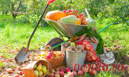 Основы овощеводства по Миттлайдеру