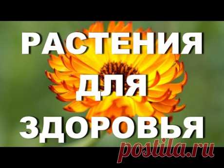 Какие растения собирала моя бабушка и теперь собираю я – для здоровья, от сглаза - YouTube

Какие травяные сборы и полезные травы и какие травы лучше собрать для желудка, от моли, от глистов, для здоровых волос, для чистки энергетики дома, ароматизации и в целом о лекарственных травах, которые собирала моя бабушка. Все полезные советы  бабушки. ЛИЧНЫЙ ОПЫТ