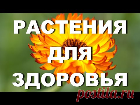 Какие растения собирала моя бабушка и теперь собираю я – для здоровья, от сглаза - YouTube

Какие травяные сборы и полезные травы и какие травы лучше собрать для желудка, от моли, от глистов, для здоровых волос, для чистки энергетики дома, ароматизации и в целом о лекарственных травах, которые собирала моя бабушка. Все полезные советы  бабушки. ЛИЧНЫЙ ОПЫТ