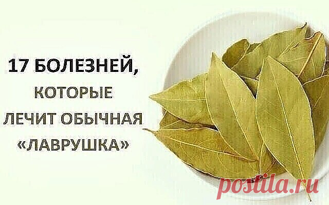 17 БОЛЕЗНЕЙ, КОТОРЫЕ ЛЕЧИТ ЛАВРОВЫЙ ЛИСТ
