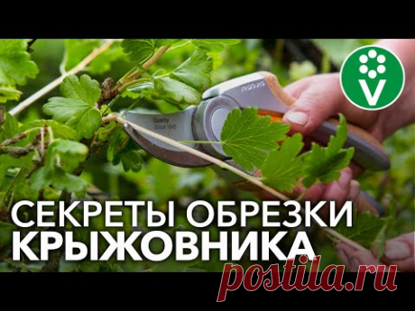 Правильная ОБРЕЗКА КРЫЖОВНИКА для крупных и здоровых ягод!