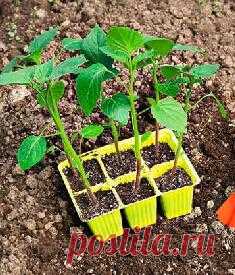 Как вырастить рассаду физалиса